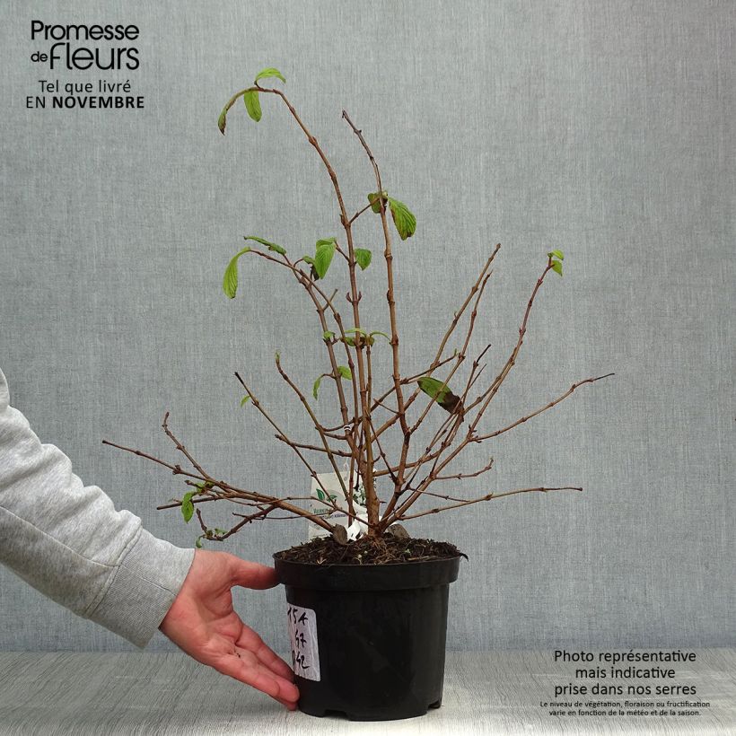 Ejemplar de Viorne - Viburnum plicatum Kilimandjaro Pot de 2L/3L entregado en otoño