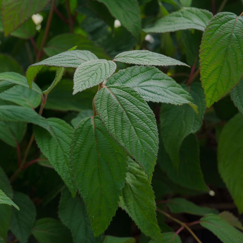 Viburnum plicatum Lanarth - Viburno de China (Follaje)