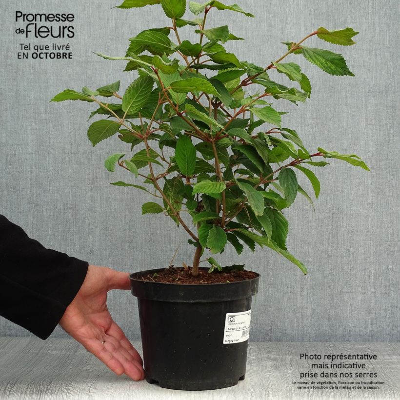 Ejemplar de Viorne - Viburnum plicatum Lanarth Pot de 2L/3L entregado en otoño