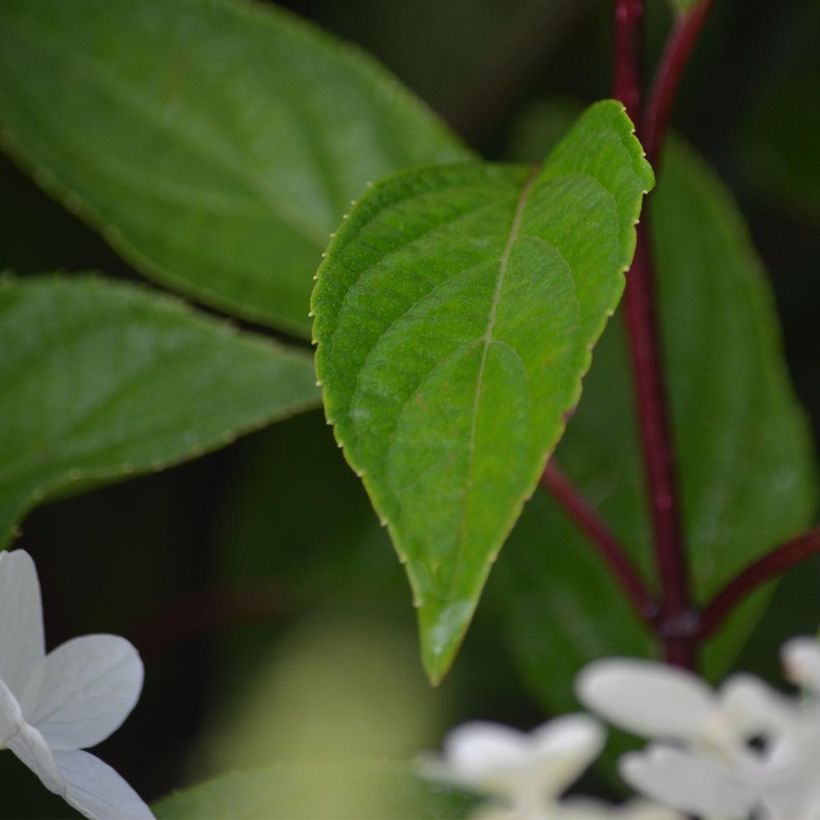 Viburnum plicatum Mariesii Great Star - Viburno de China (Follaje)