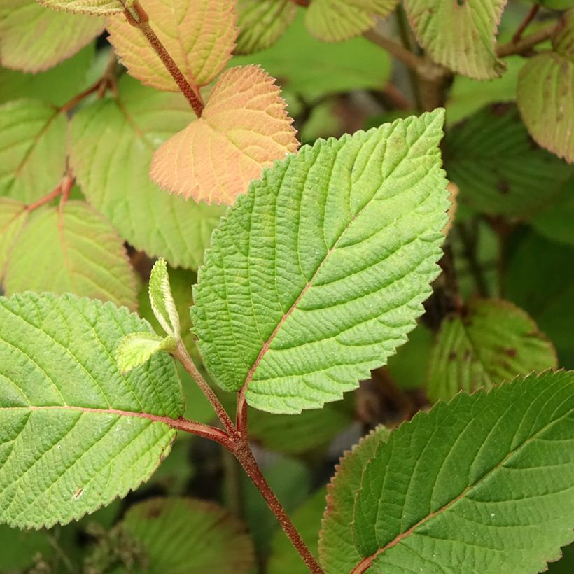 Viburnum plicatum Opening Day - Viburno de China (Follaje)