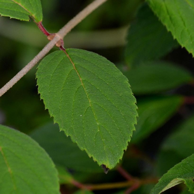 Viburnum plicatum Pink Beauty - Viburno de China (Follaje)