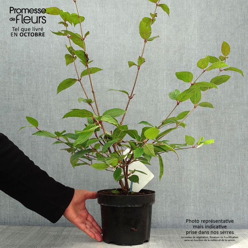 Ejemplar de Viorne - Viburnum plicatum Pink Beauty Pot de 2L/3L entregado en otoño