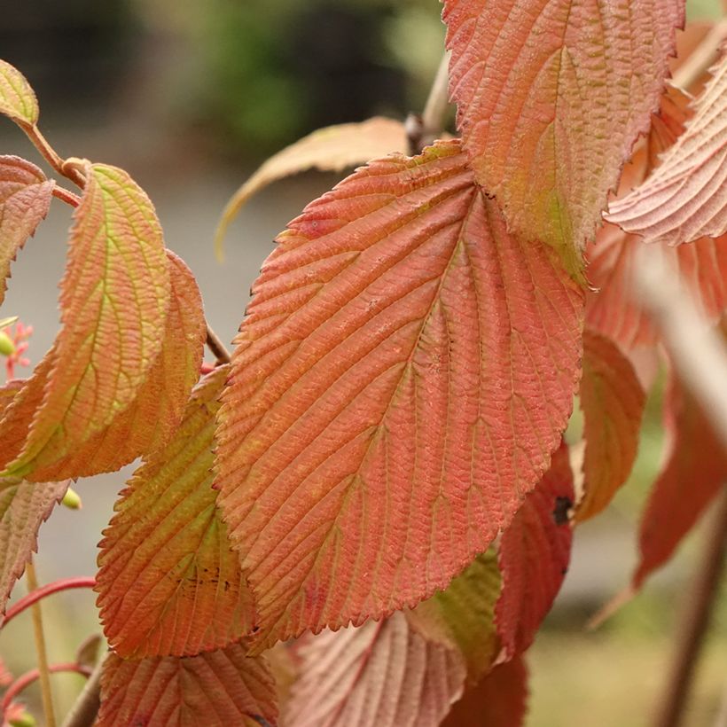 Viburnum plicatum Summer Snow Flake - Viburno de China (Follaje)