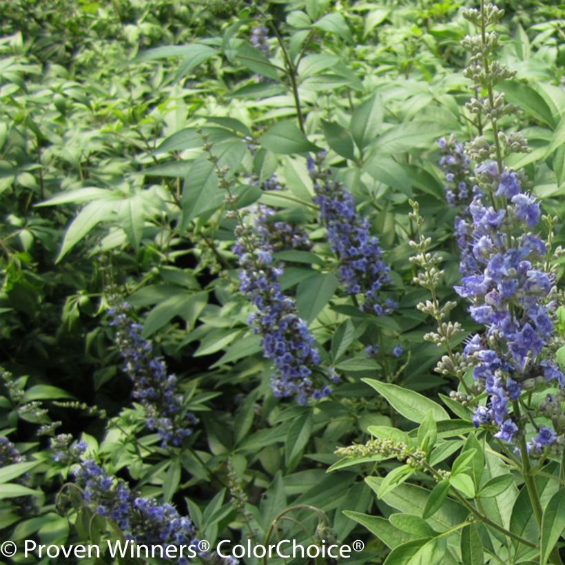 Vitex agnus-castus Blue Didley - Sauzgatillo (Floración)