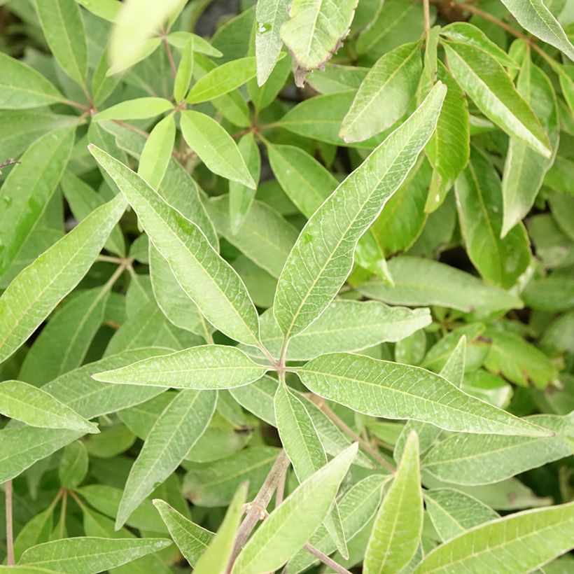 Vitex agnus-castus Blue Didley - Sauzgatillo (Follaje)