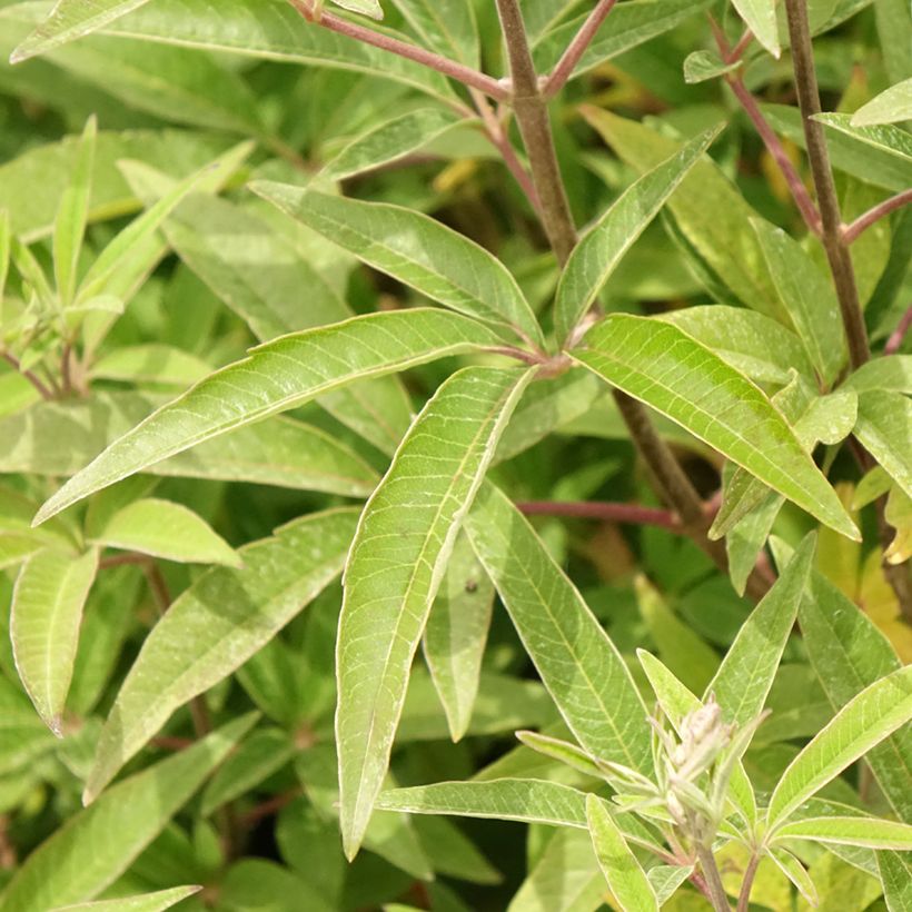 Vitex agnus-castus Galactic Pink - Sauzgatillo (Follaje)