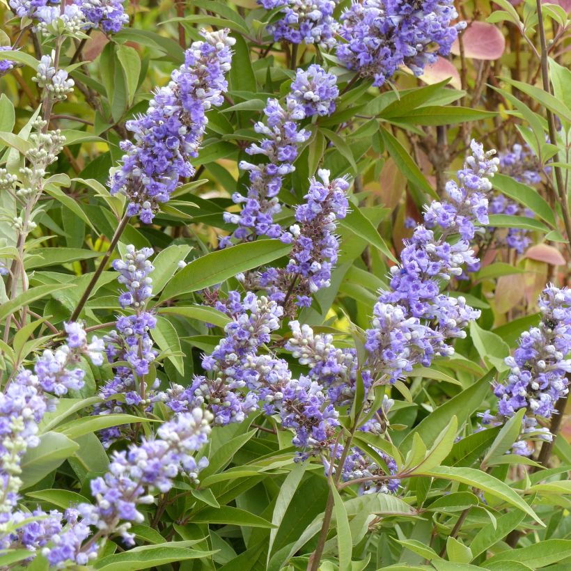 Vitex agnus-castus Latifolia - Sauzgatillo (Floración)