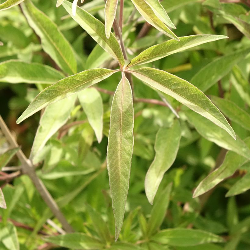 Vitex agnus-castus Pink Pinnacle - Sauzgatillo (Follaje)