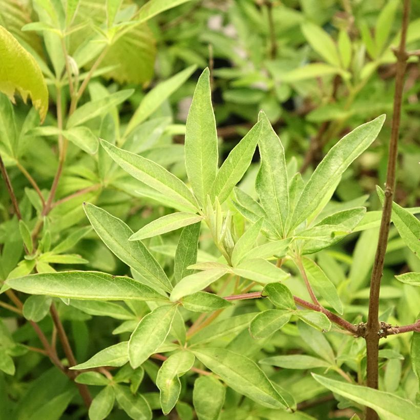 Vitex agnus-castus Santamaria - Sauzgatillo (Follaje)