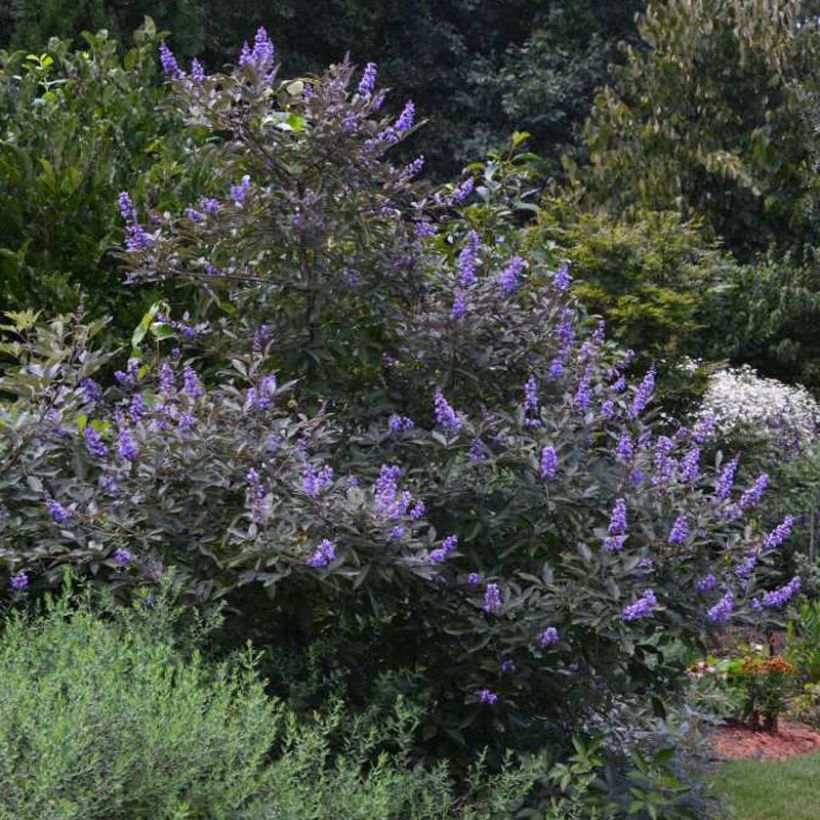 Vitex agnus-castus Flip Side - Sauzgatillo (Porte)