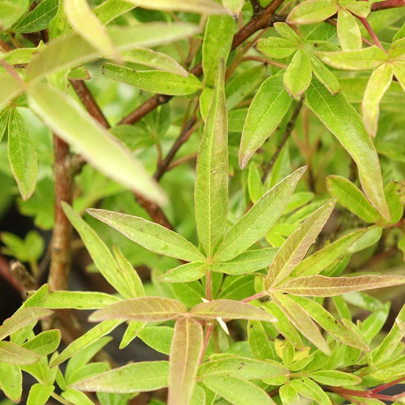 Vitex agnus-castus Chicagoland Blues - Sauzgatillo (Follaje)