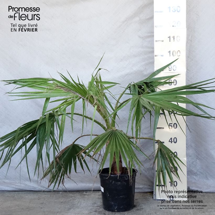 Washingtonia robusta - Palmier du Mexique en pot de 7.5L/10L Ejemplar entregado en invierno