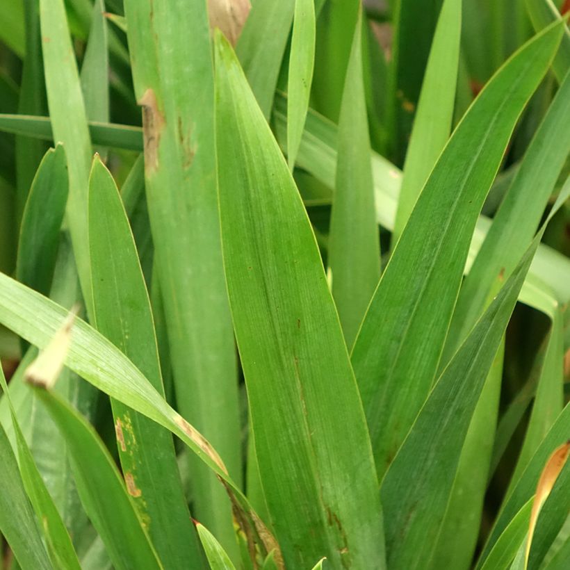 Watsonia gigantea (Follaje)