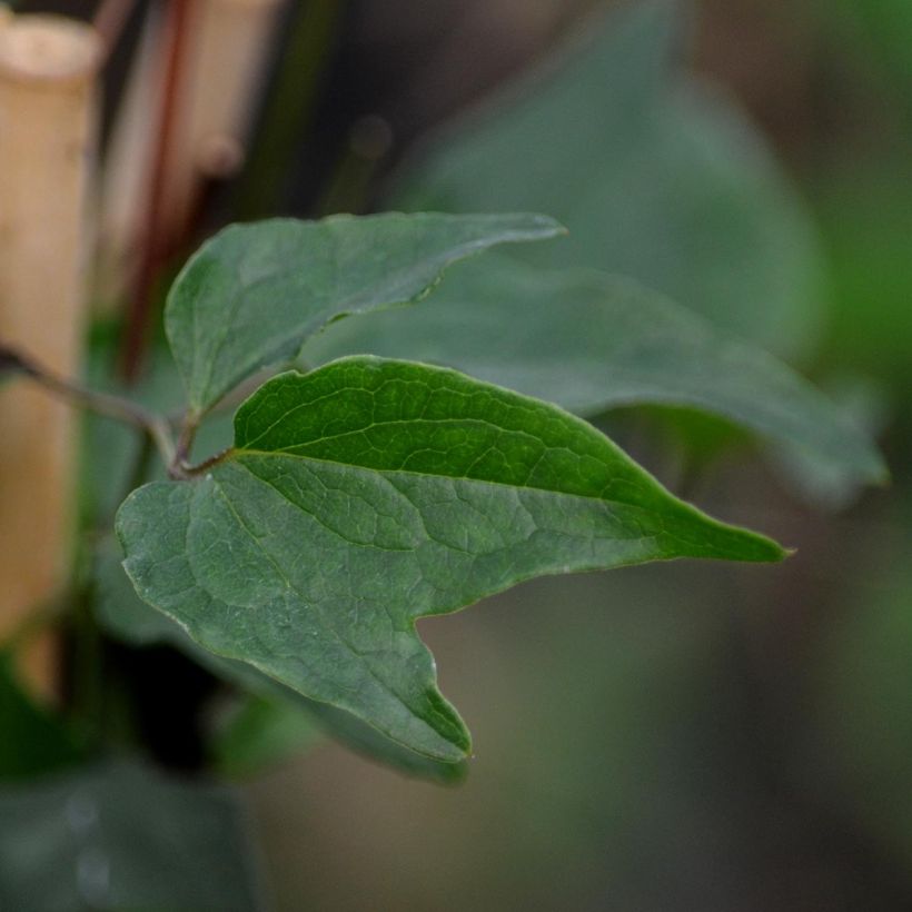 Dregea sinensis - Dregea china (Follaje)