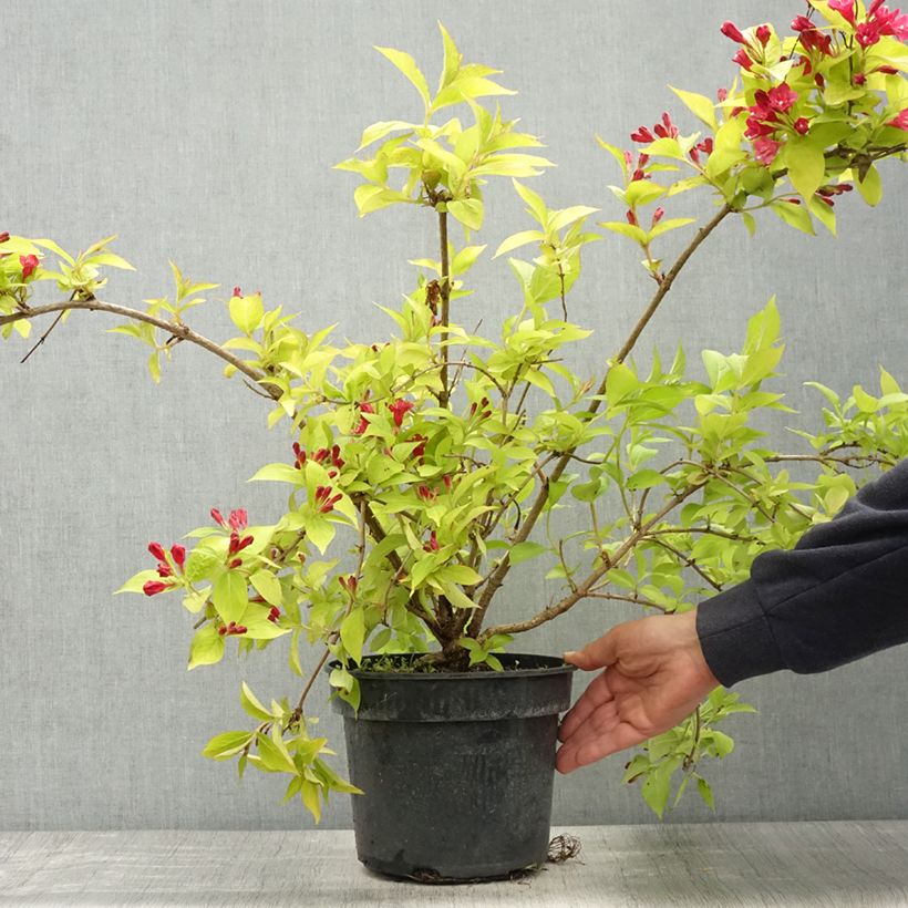 Weigela Briant Rubidor Olympiade - Pot de 4L/5L Ejemplar entregado en la primavera