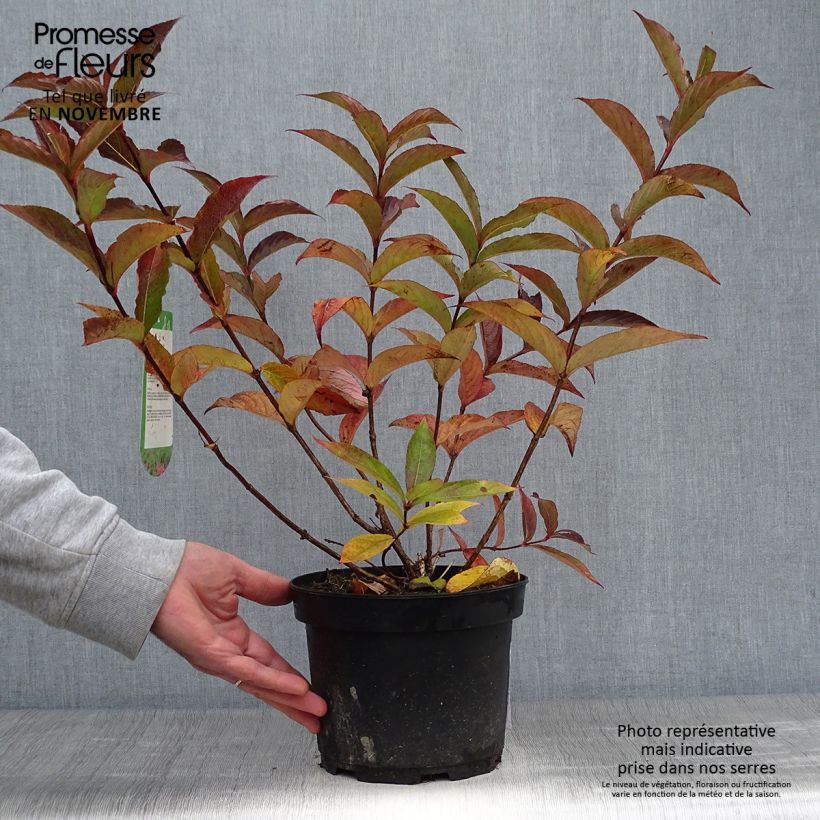 Ejemplar de Weigela Florida Bristol Ruby 40/50cm en pot de 2L/3L entregado en otoño