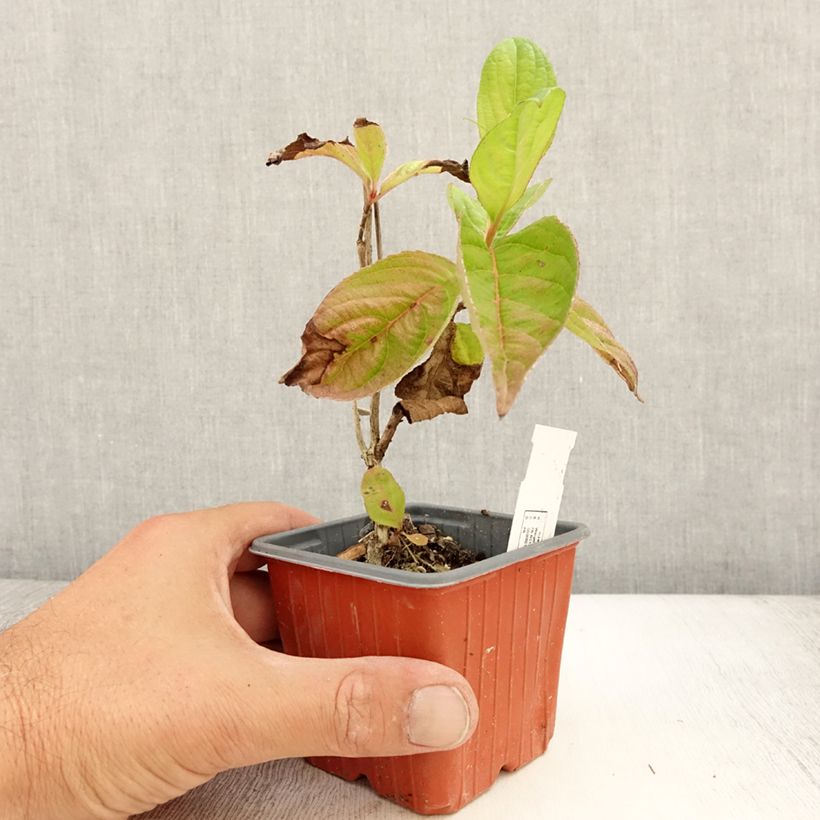 Ejemplar de Weigela florida Lime Monster - Godet de 8/9 cm entregado en verano