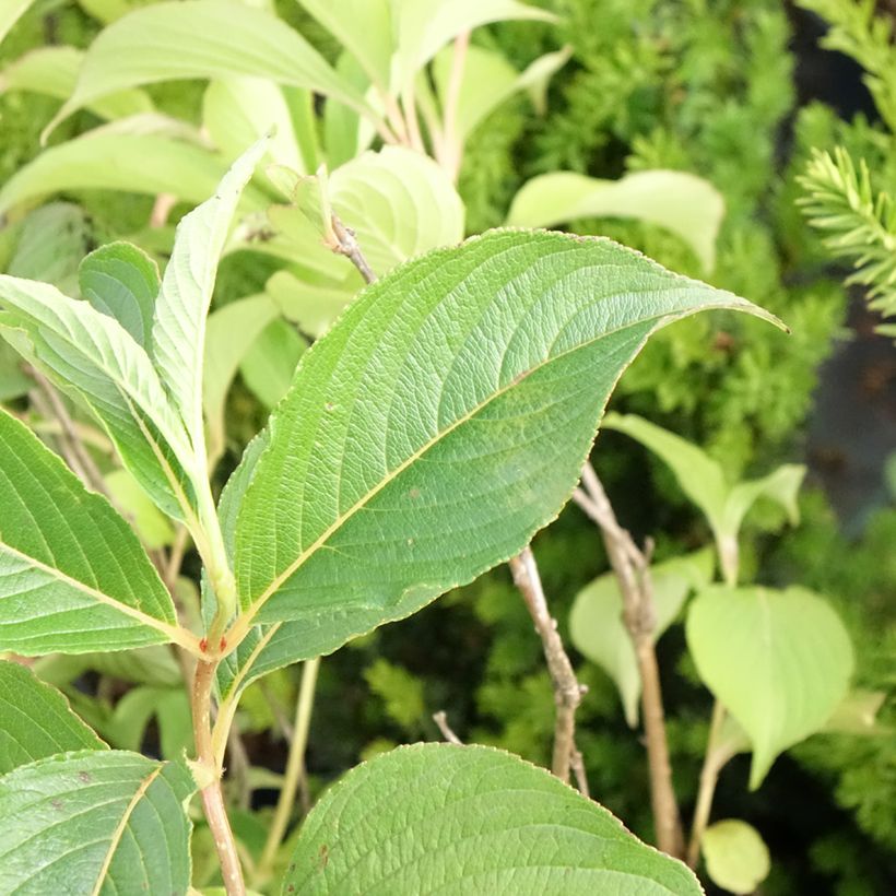 Weigela florida Marjorie (Follaje)