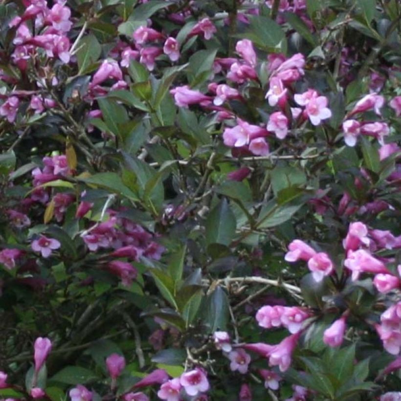 Weigela florida Nana Purpurea (Follaje)