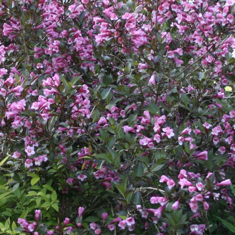 Weigela florida Nana Purpurea (Floración)