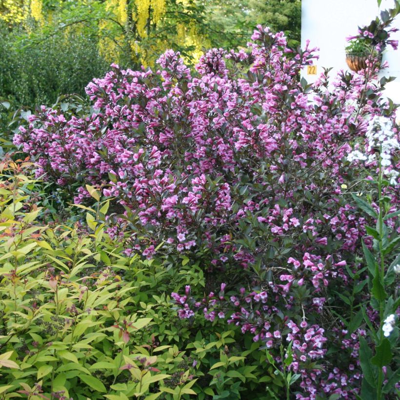 Weigela florida Nana Purpurea (Porte)