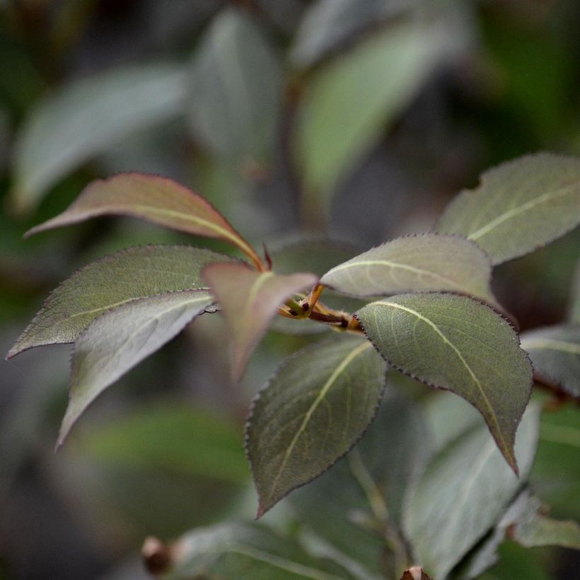 Weigela florida Victoria (Follaje)