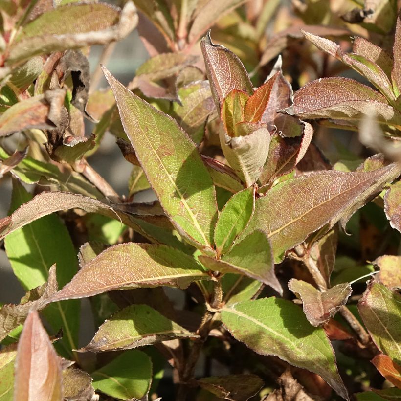 Weigela Minuet - Veigela (Follaje)