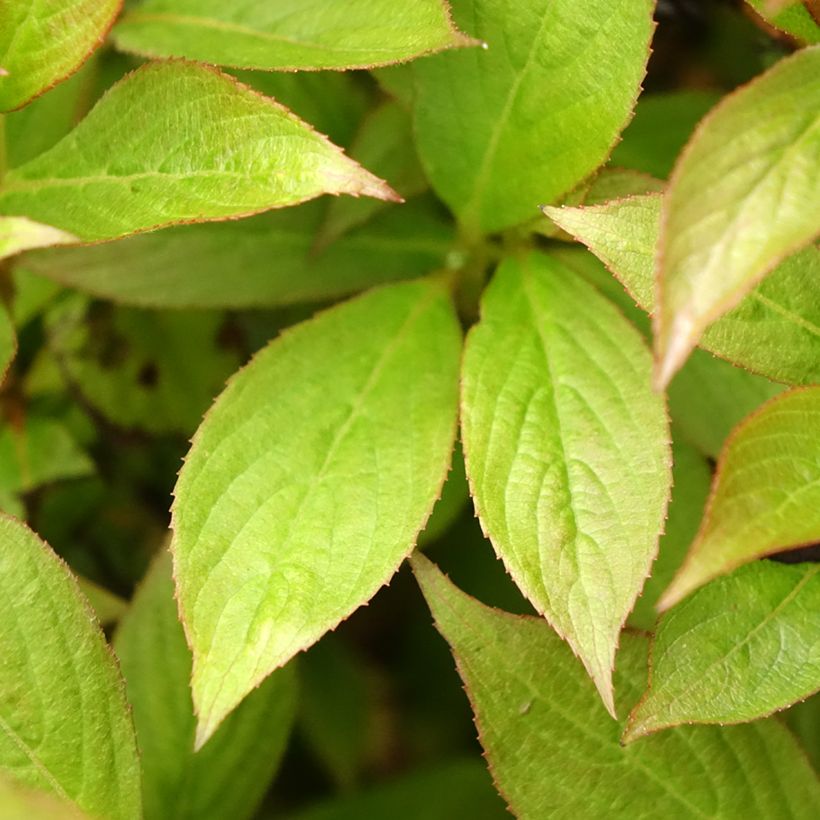 Weigela Picobella Bianco - Veigela (Follaje)