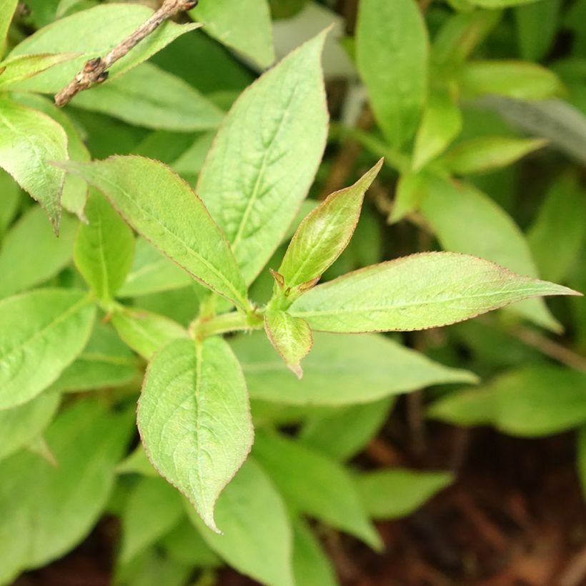 Weigela Picobella Rosso - Veigela (Follaje)