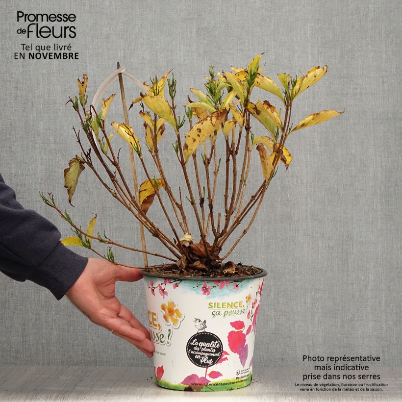 Ejemplar de Weigela Snowflake Pot de 4L/5L entregado en otoño