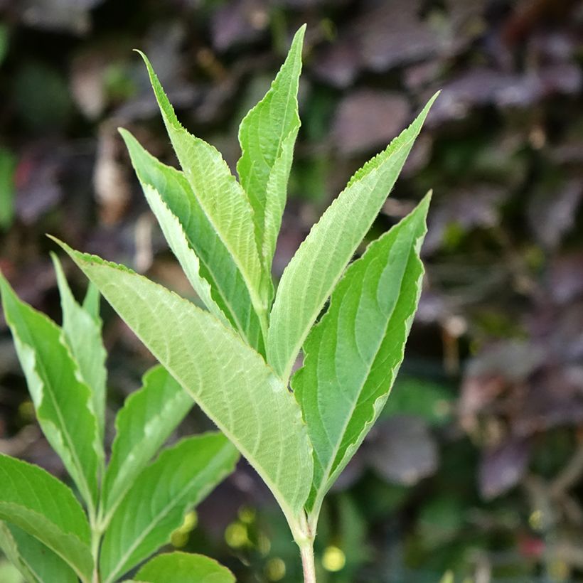 Weigela Snowflake - Veigela (Follaje)