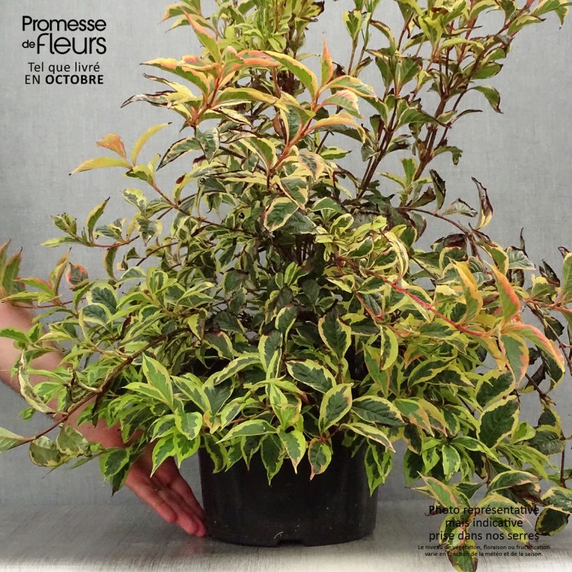 Ejemplar de Weigela White Lightning en pot de 7,5l/10l entregado en otoño