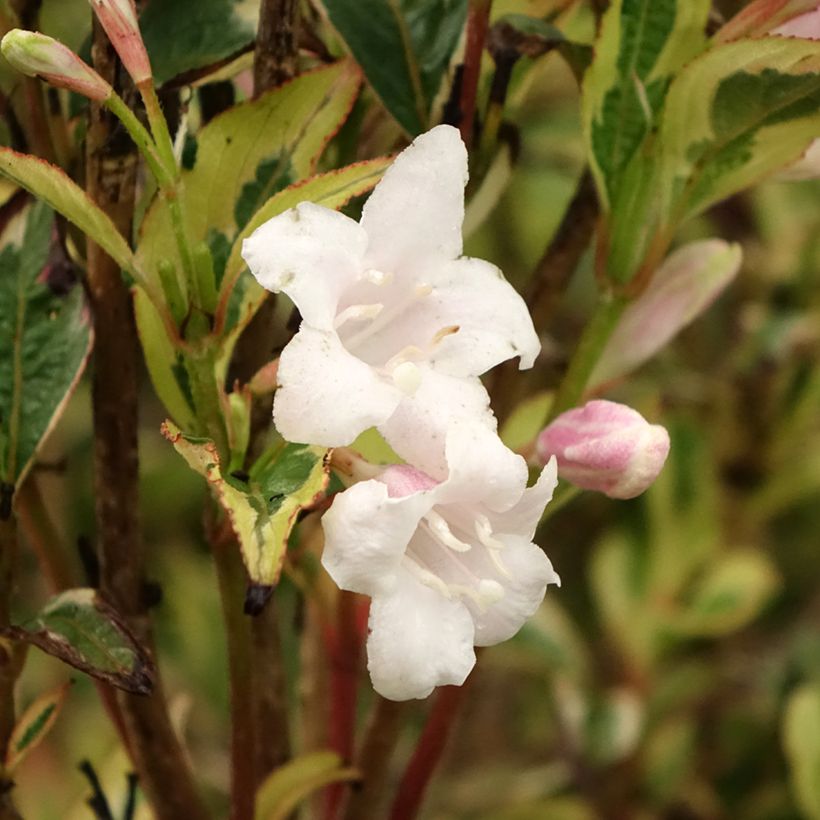 Weigela florida White Lightning (Floración)