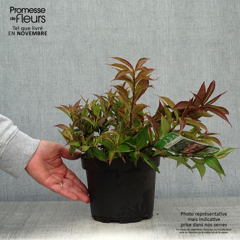 Ejemplar de Weigelia All Summer Peach Pot de 3L/4L entregado en otoño