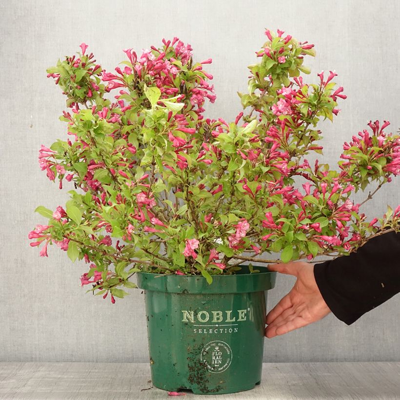 Weigela florida Princess Ayla Maceta 7,5L/10LAltura de entrega aprox. 60/70cm Ejemplar entregado en la primavera