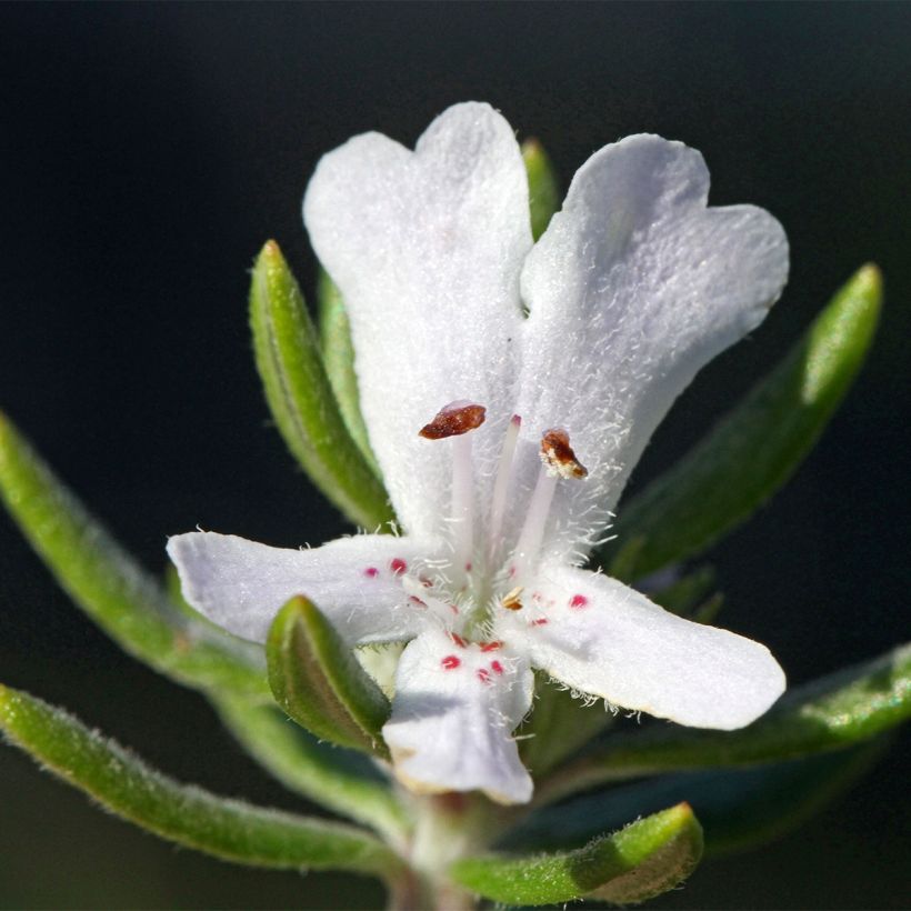 Westringia fruticosa Mundi - Romero australiano (Floración)