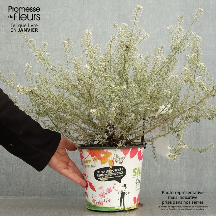 Westringia fruticosa Smookie - Romarin d'Australie - Pot de 4L/5L Ejemplar entregado en invierno