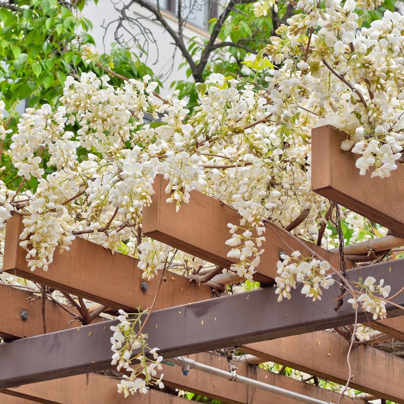 Wisteria brachybotrys White Silk - Glicinia (Porte)