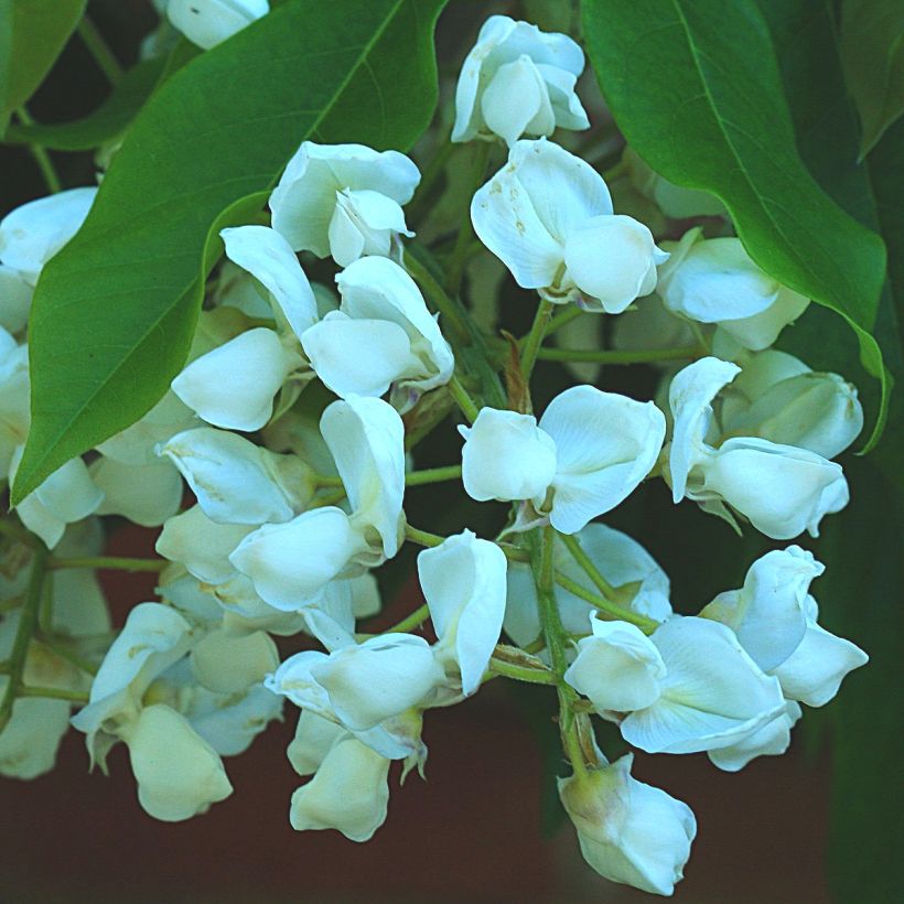 Wisteria brachybotrys White Silk - Glicinia (Floración)