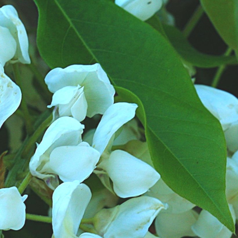 Wisteria brachybotrys White Silk - Glicinia (Follaje)