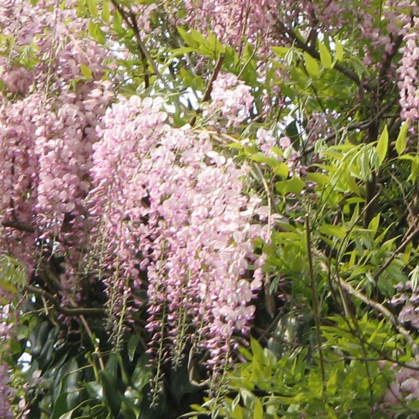 Wisteria floribunda Honbeni - Glicinia japonesa (Floración)