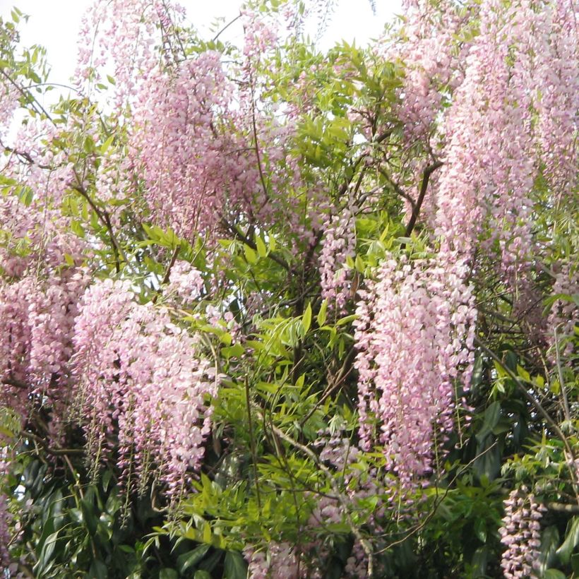 Wisteria floribunda Honbeni - Glicinia japonesa (Porte)