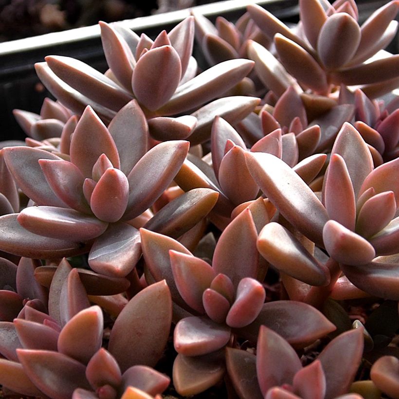 Graptosedum Bronze (Follaje)