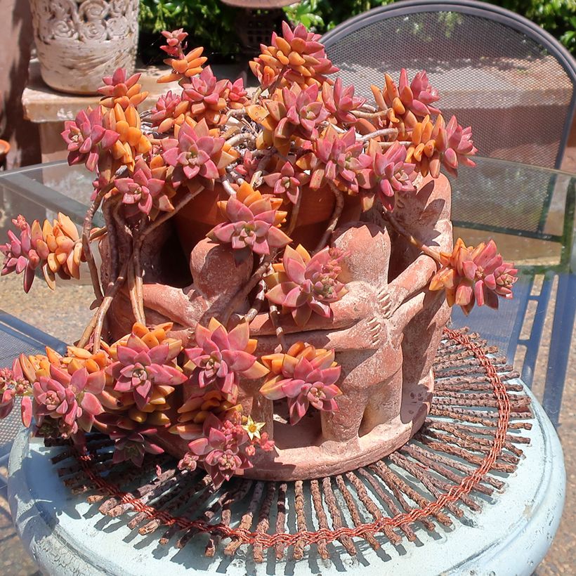 Graptosedum Bronze (Porte)