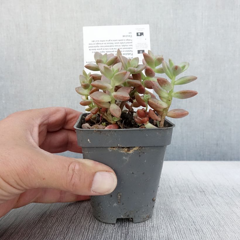 Ejemplar de x Graptosedum Bronze en godet de 8/9cm - Plante grasse  entregado en otoño