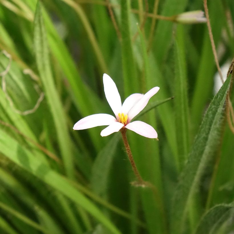 Rhodoxis Ria (Floración)