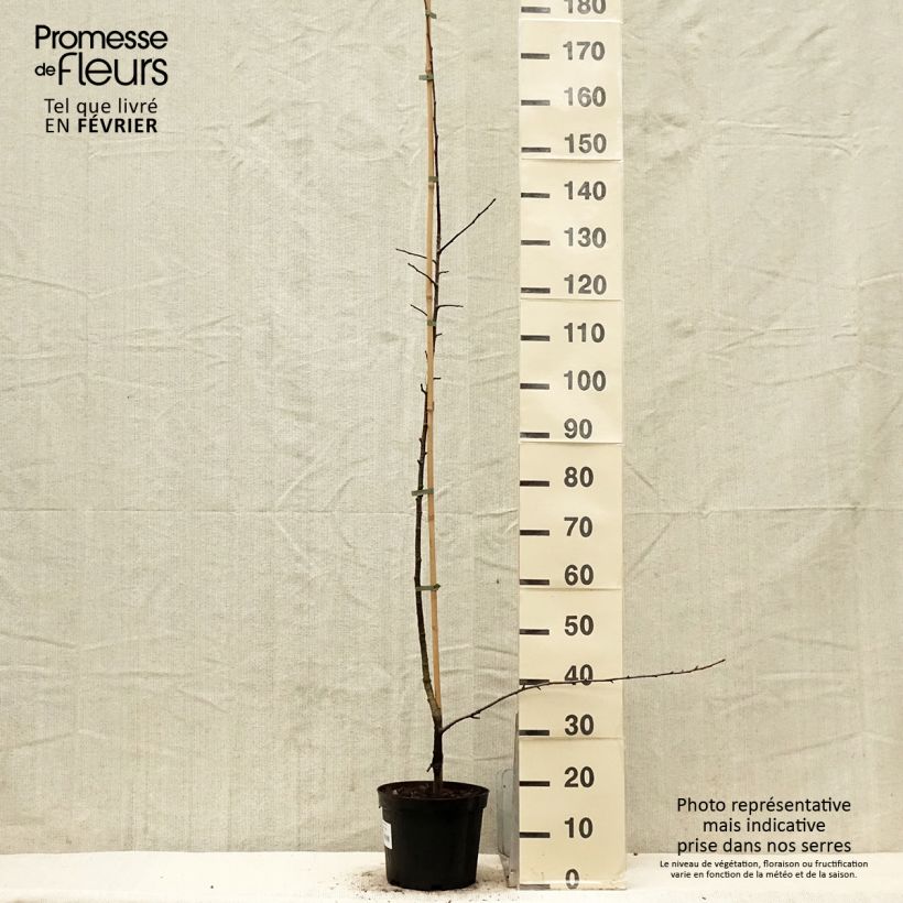 x Sorbopyrus auricularis - Poire de Bollwiller - Pot de 4L/5L Ejemplar entregado en invierno