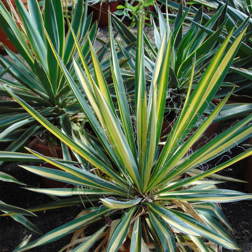 Yucca recurvifolia Bright Star (Follaje)