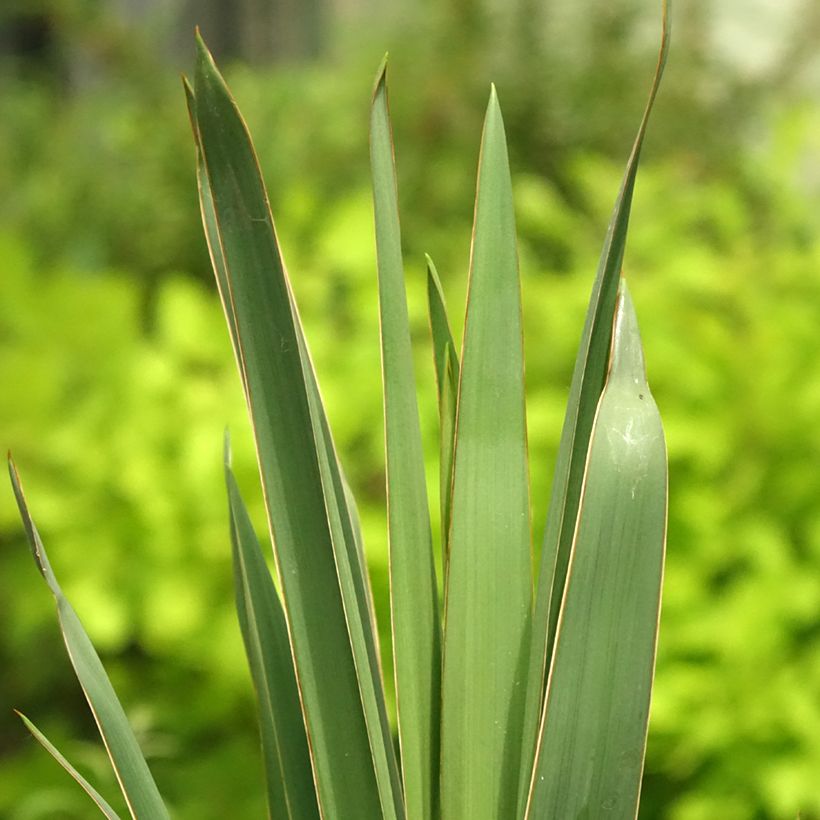 Yucca filamentosa - Aguja de Adán (Follaje)